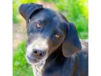 Adopt Sadie- in foster a German Shorthaired Pointer / Mixed dog in Danielsville