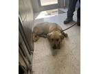 Adopt Automotive a Tan/Yellow/Fawn Labrador Retriever / Mixed Breed (Medium) /