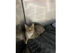 Adopt Sariah a Brown Tabby Domestic Shorthair / Mixed Breed (Medium) / Mixed