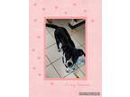 Adopt Remy a Black - with White Border Collie / Mixed dog in Albuquerque