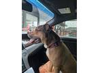 Adopt Cash a Brown/Chocolate - with White American Pit Bull Terrier / Mixed dog