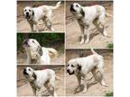 Adopt Mugsy a Great Pyrenees / Mixed dog in Fayetteville, AR (40911285)