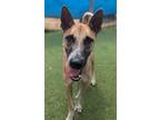 Adopt Vander a Jindo / Shiba Inu / Mixed dog in San Diego, CA (39616985)