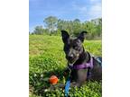 Adopt Noelle a Terrier (Unknown Type, Small) / Mixed dog in Fort mill