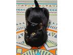Adopt Cosmo a All Black American Shorthair / Mixed (short coat) cat in