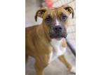Adopt Bella a Tan/Yellow/Fawn Boxer / Mixed Breed (Medium) / Mixed (short coat)