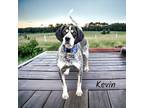 Adopt Kevin a Black Bluetick Coonhound / Mixed Breed (Medium) / Mixed (short