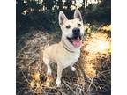Adopt Brutus a Tan/Yellow/Fawn Akita / Shepherd (Unknown Type) / Mixed (short