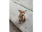 Adopt Mink a Brown/Chocolate - with White Catahoula Leopard Dog / Shiba Inu /