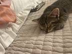 Adopt Lemon a Tan or Fawn Tabby American Shorthair / Mixed (short coat) cat in
