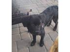 Adopt Missy a Black Golden Retriever / Terrier (Unknown Type