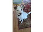 Adopt Colton a White - with Brown or Chocolate Hound (Unknown Type) / Mixed dog