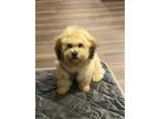 Adopt Bingo a Tan/Yellow/Fawn Shih Tzu / Bichon Frise / Mixed dog in Lexington
