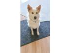 Adopt Chole a White - with Tan, Yellow or Fawn Husky / Cattle Dog / Mixed dog in