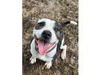 Adopt Bruno a White Staffordshire Bull Terrier / Mixed Breed (Medium) / Mixed