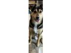 Adopt Mayer D. man a Black - with Tan, Yellow or Fawn Australian Shepherd /