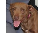 Adopt Coco a Brown/Chocolate Golden Retriever / Mixed Breed (Medium) / Mixed