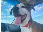 Adopt Snuby a Brown/Chocolate - with White Boxer / Beagle / Mixed dog in