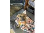 Adopt Martina a Tan/Yellow/Fawn - with White Mastiff / Boxer / Mixed dog in