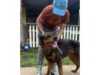 Adopt Atlas a Black - with Brown, Red, Golden, Orange or Chestnut Rottweiler /