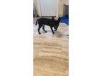 Adopt Bruce a Black - with White Mutt / Mixed dog in League City, TX (41330145)