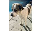 Adopt Star a White - with Gray or Silver Boxer / Mixed dog in Houston