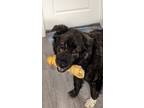 Adopt Boba a Brindle - with White Anatolian Shepherd / Mixed dog in San Antonio