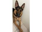 Adopt Atlas a Tricolor (Tan/Brown & Black & White) German Shepherd Dog / Mixed