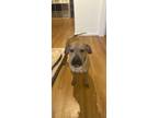 Adopt Beckham a Brown/Chocolate Shar Pei / Norwegian Buhund / Mixed dog in San
