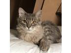 Adopt Kiki a Gray, Blue or Silver Tabby Manx (medium coat) cat in Houston