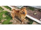 Adopt Shaw Stein Bear a Tan/Yellow/Fawn Chow Chow / Mixed dog in Fenton