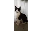 Adopt Sammy (Samson) ***Courtesy Post *** a American Shorthair / Mixed (short