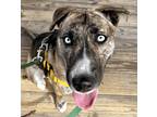 Adopt Natasha Provac a Brindle Husky / Shepherd (Unknown Type) / Mixed dog in