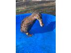 Adopt Oatmeal a Brown Other/Unknown bird in Hayden, AL (41330027)