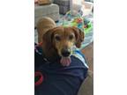 Adopt Jessie Belle a Red/Golden/Orange/Chestnut Coonhound / Redbone Coonhound /