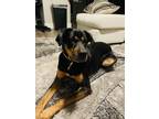 Adopt Zion a Black Mutt / Mixed dog in Friendswood, TX (41329985)