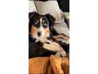 Adopt Gojo a Black - with White Australian Shepherd / Mixed dog in Lawton