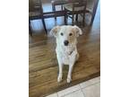 Adopt Amber a White Anatolian Shepherd / Great Pyrenees dog in Westminster