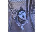 Adopt Arcadia a Black - with White Husky / Mixed dog in Fort Madison