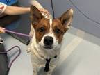 Adopt Bentley a Brindle Mixed Breed (Small) / Mixed Breed (Medium) / Mixed