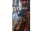Adopt Iris a Brown/Chocolate - with Black Pit Bull Terrier dog in Colorado