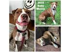 Adopt Maizie a Brown/Chocolate - with White American Staffordshire Terrier dog