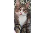 Adopt Bella a Tiger Striped Tabby / Mixed (short coat) cat in Battle Creek