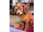 Adopt Rev a Red/Golden/Orange/Chestnut Cockapoo / Mixed dog in Brooklyn Center