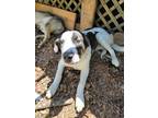Adopt Two Face a White - with Black Norwegian Elkhound / Mutt / Mixed dog in