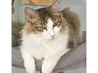 Adopt Esmeralda - Courtesy Listing a Brown Tabby Maine Coon / Mixed (long coat)
