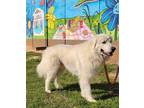 Adopt 6690 Ozzy a White Great Pyrenees dog in Hartwell, GA (41314724)