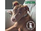 Adopt Zodiac Litter: Capricorn a Tan/Yellow/Fawn American Staffordshire Terrier