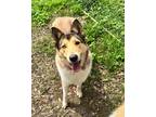 Adopt Dollie a Tan/Yellow/Fawn - with White Collie / Husky dog in Sugar Land