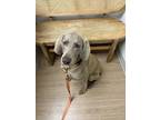 Adopt Lady a Gray/Blue/Silver/Salt & Pepper Weimaraner / Mixed dog in Marietta